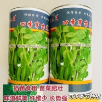 义天晟四季芽苗菜种子苗菜肥壮味道鲜美纤维少四季芽菜种蔬菜