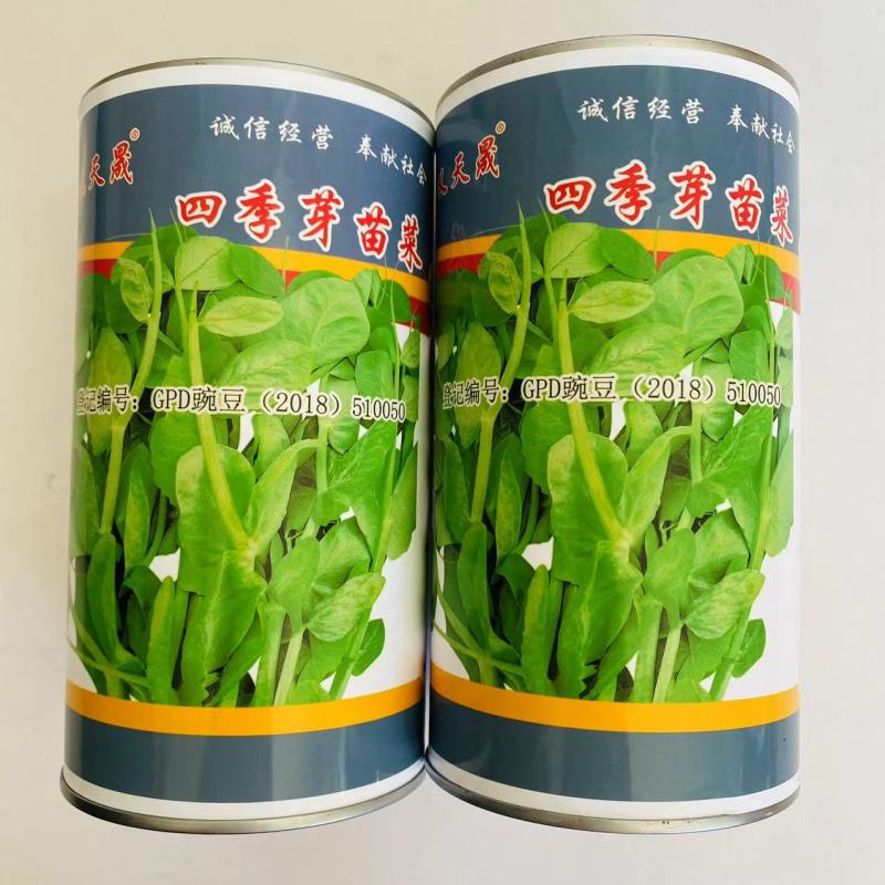 义天晟四季芽苗菜种子苗菜肥壮味道鲜美纤维少四季芽菜种蔬菜