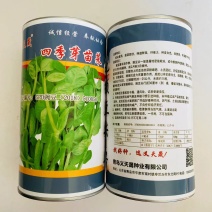 义天晟四季芽苗菜种子苗菜肥壮味道鲜美纤维少四季芽菜种蔬菜
