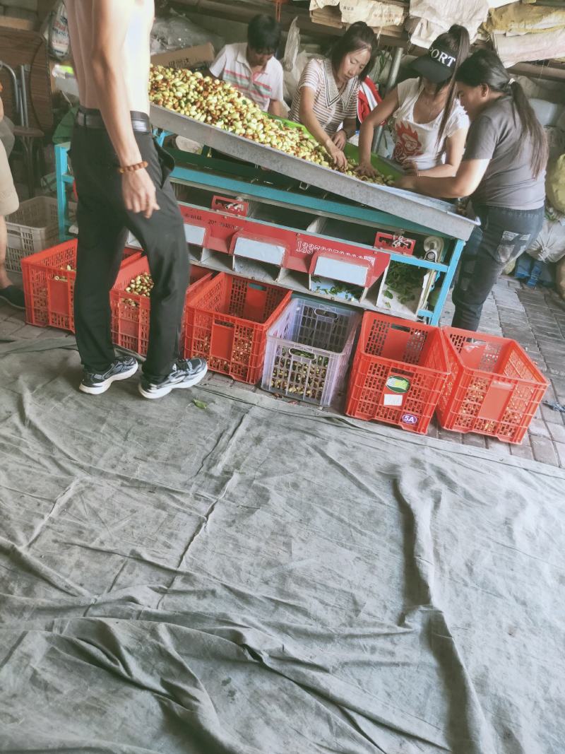 河北山地马牙枣，又甜又脆