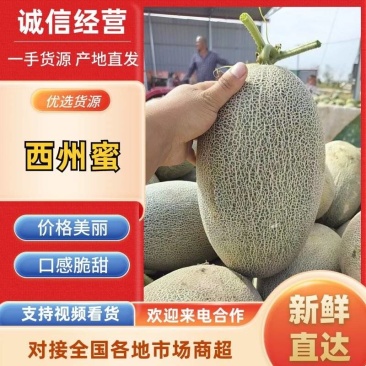 内蒙古精品哈密瓜西州蜜17号晓蜜25号昭君9号！可供电商