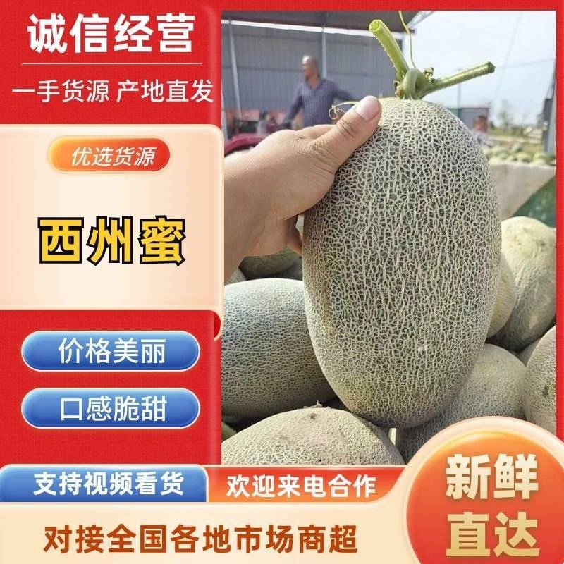 内蒙古精品哈密瓜西州蜜17号晓蜜25号昭君9号！可供电商