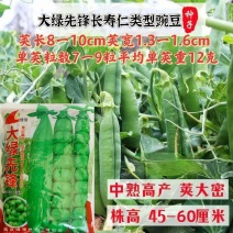 大绿先锋豌豆种子中熟耐寒强甜嫩豌豆种子长寿仁豌豆种籽蔬菜