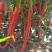 红椒