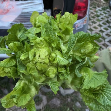 中早熟儿菜预售