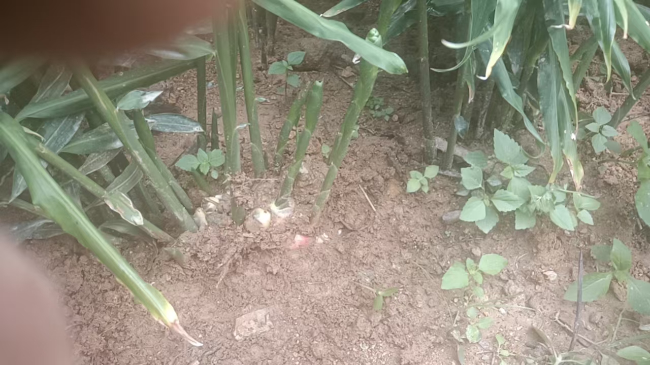 展示一株正在生长的黄芩植物,根部尚未采收,植株呈绿色,叶片对生 黄芩植株生长图