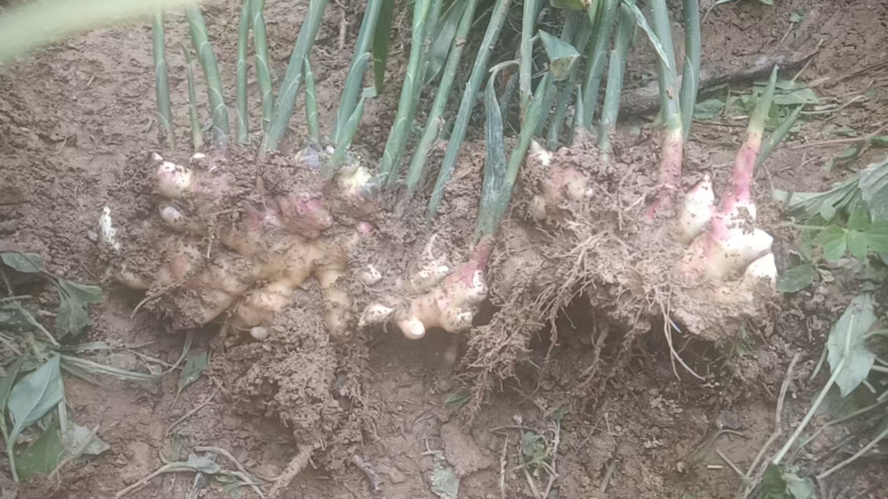 展示新鲜的小黄姜实物,根茎完整,颜色偏黄 小黄姜实物图