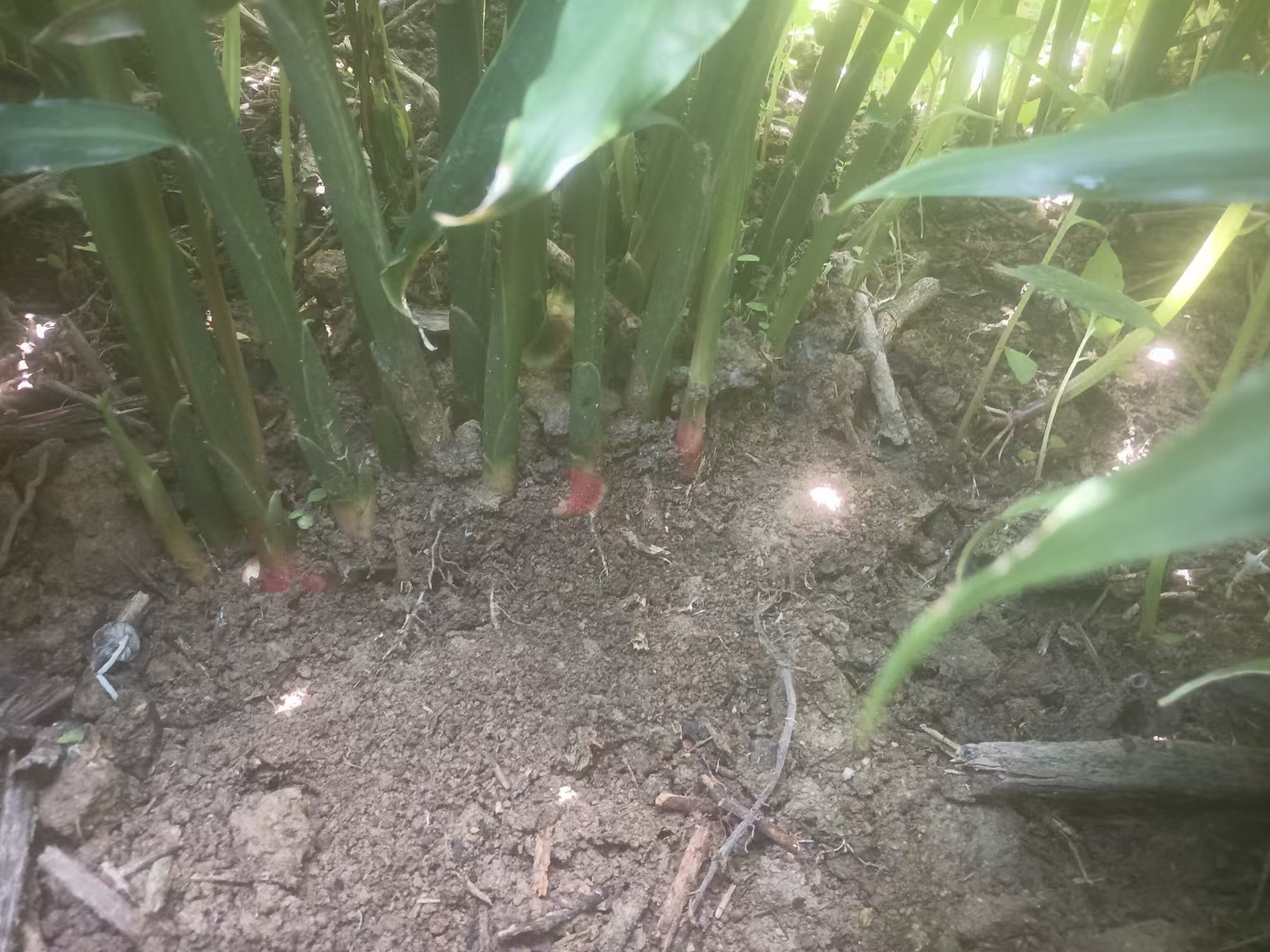 北方黄姜种植田