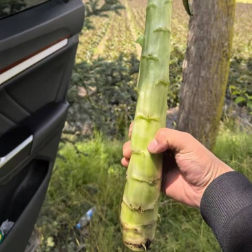 红叶香莴笋
