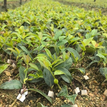 湘淋210挂果效果