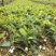 湘淋210挂果效果