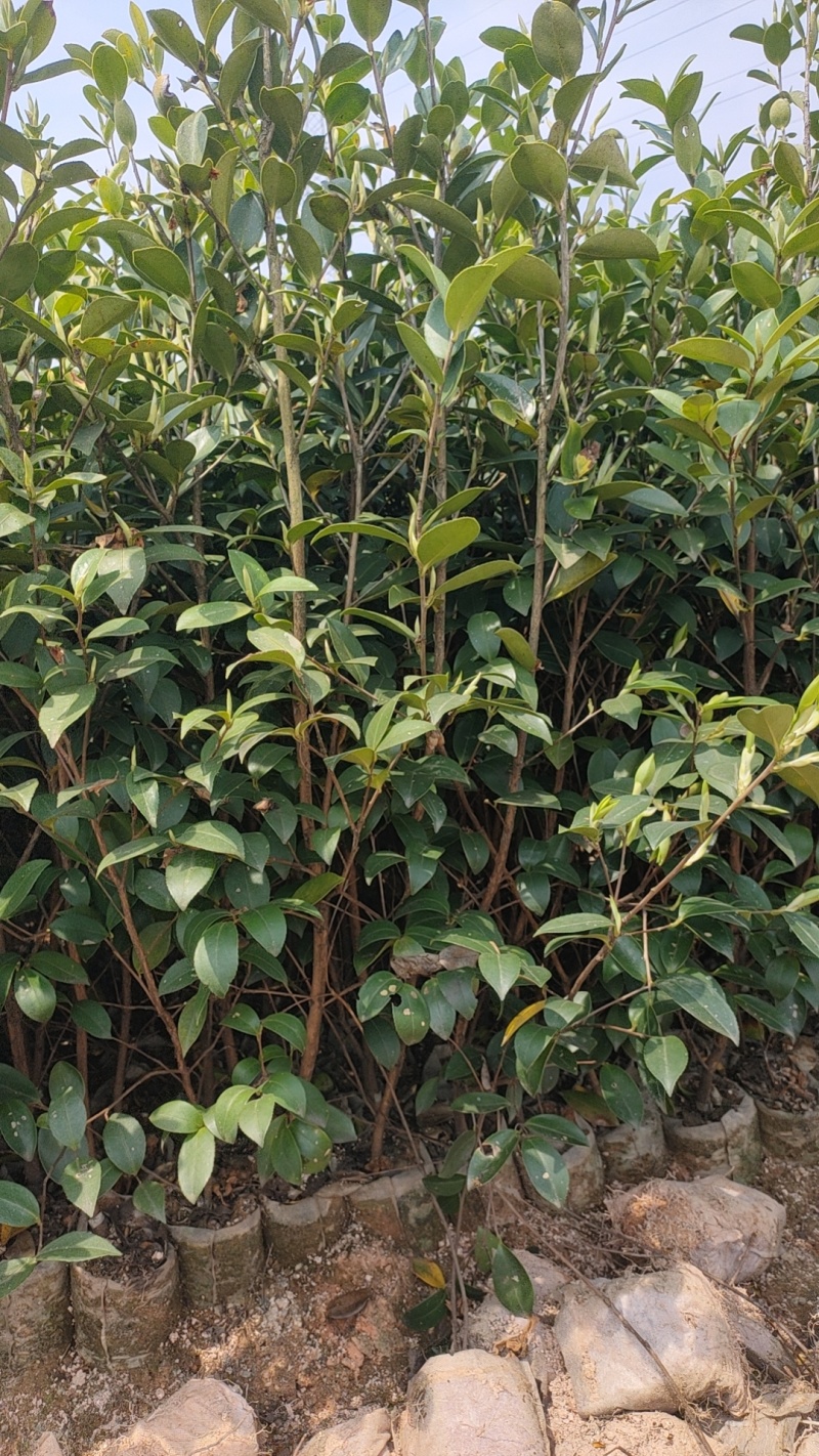 湘淋210挂果效果
