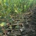 湘淋210挂果效果