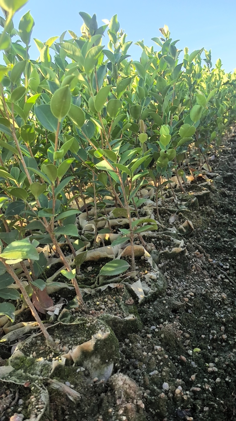 湘淋210挂果效果
