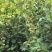湘淋210挂果效果