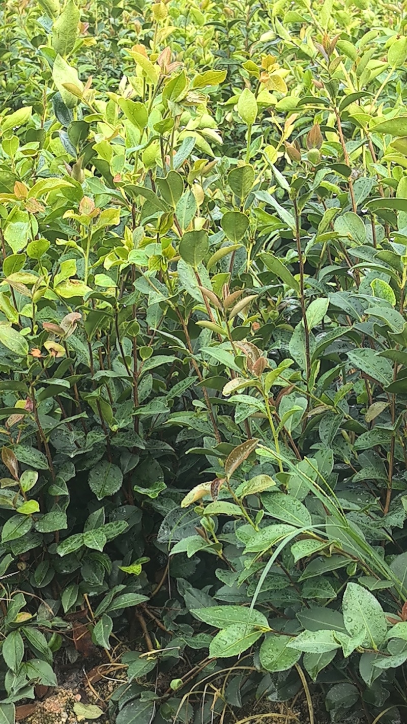 湘淋210挂果效果