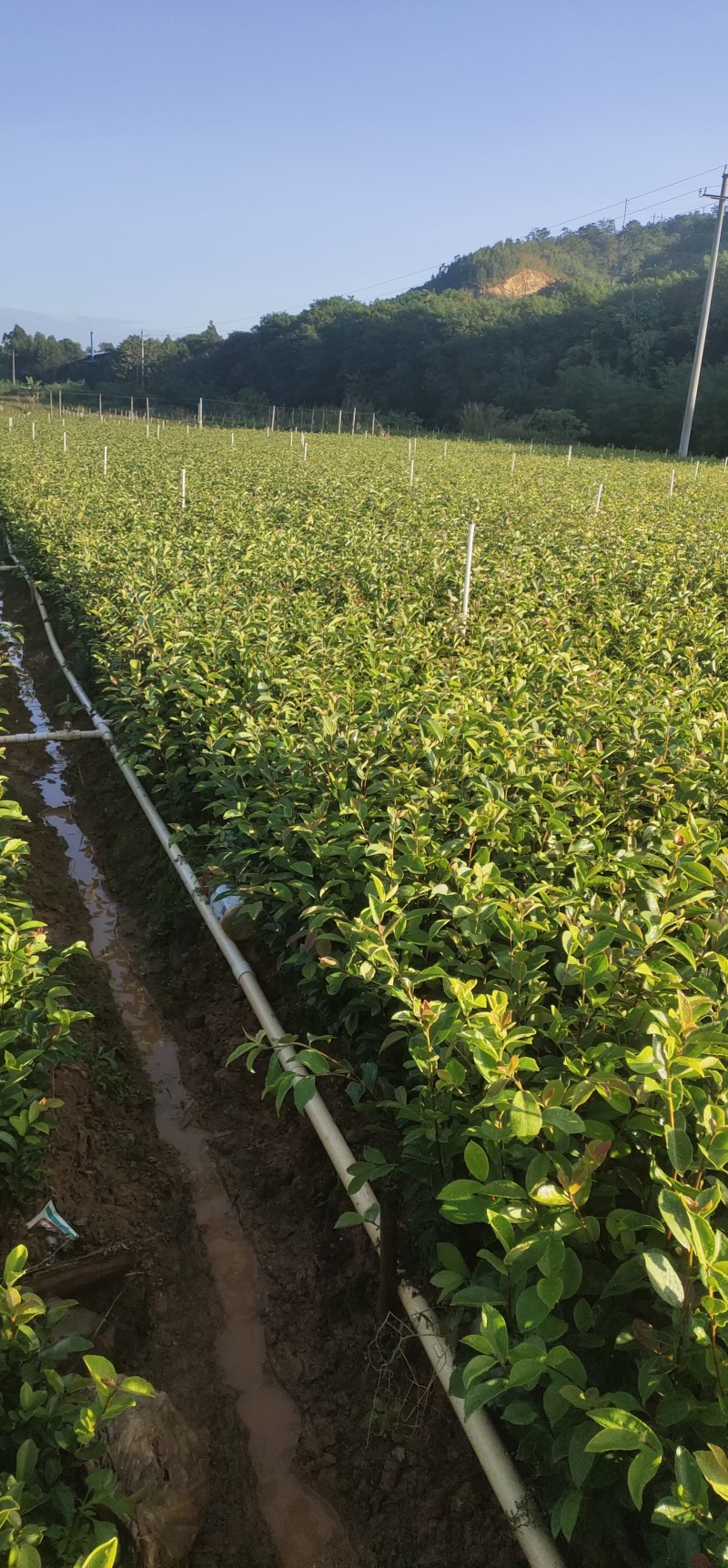 湘淋210挂果效果