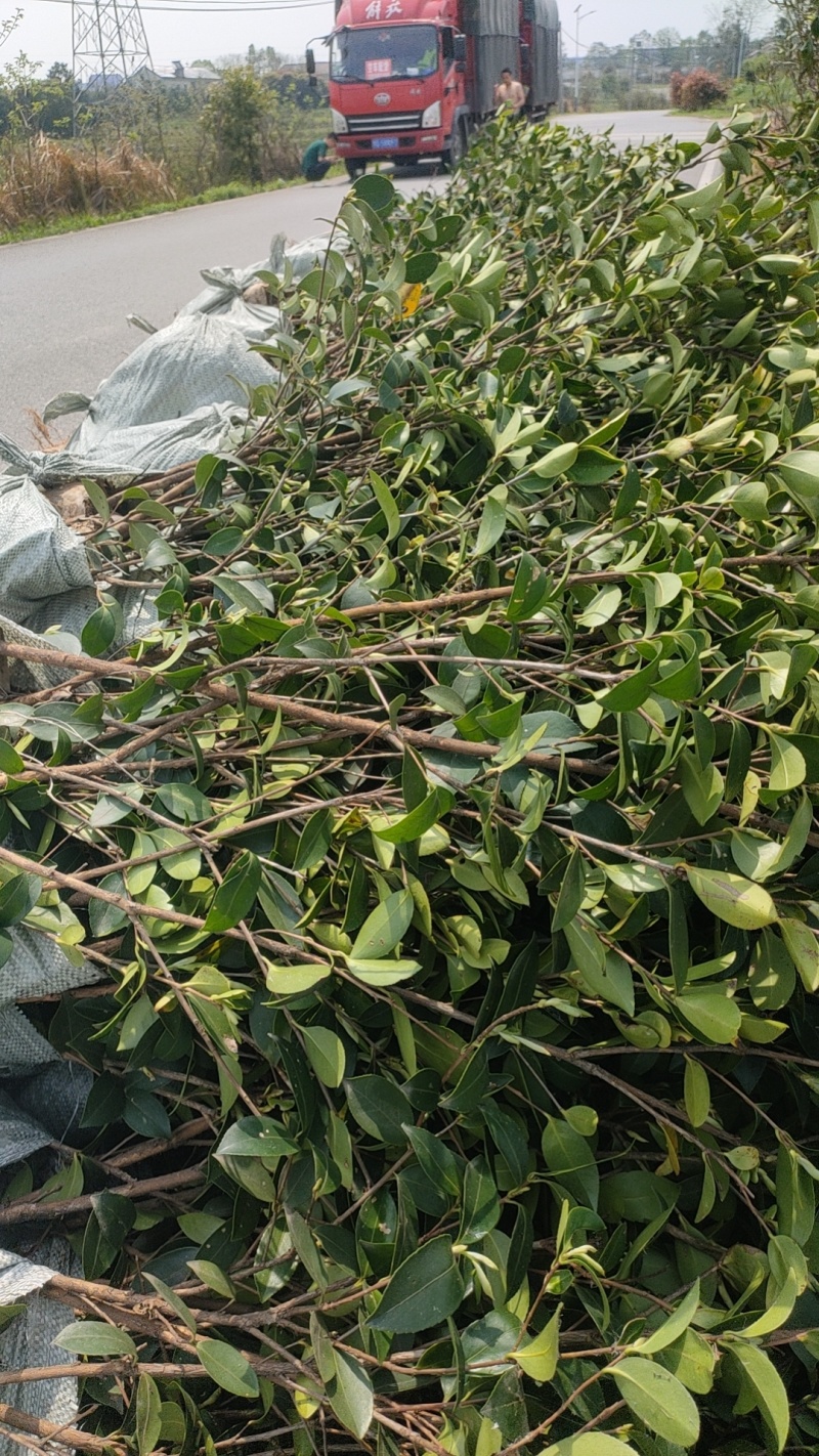 湘淋210挂果效果