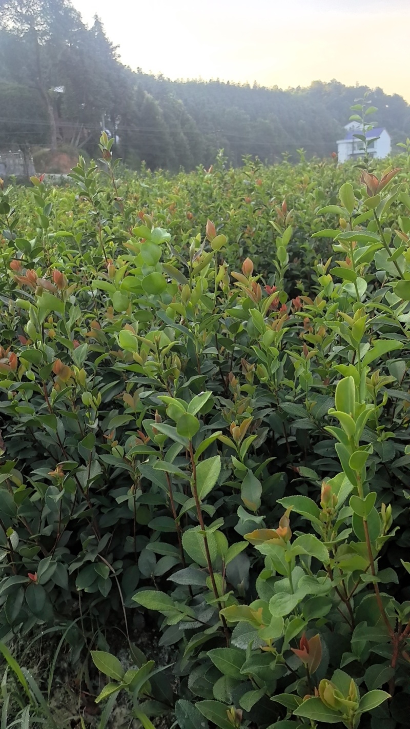 湘淋210挂果效果