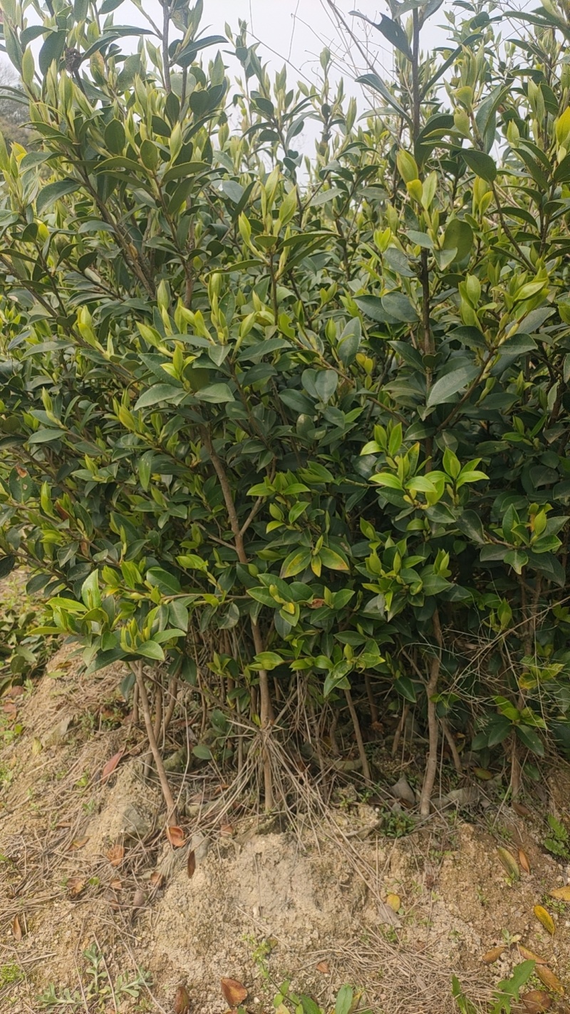 湘淋210挂果效果