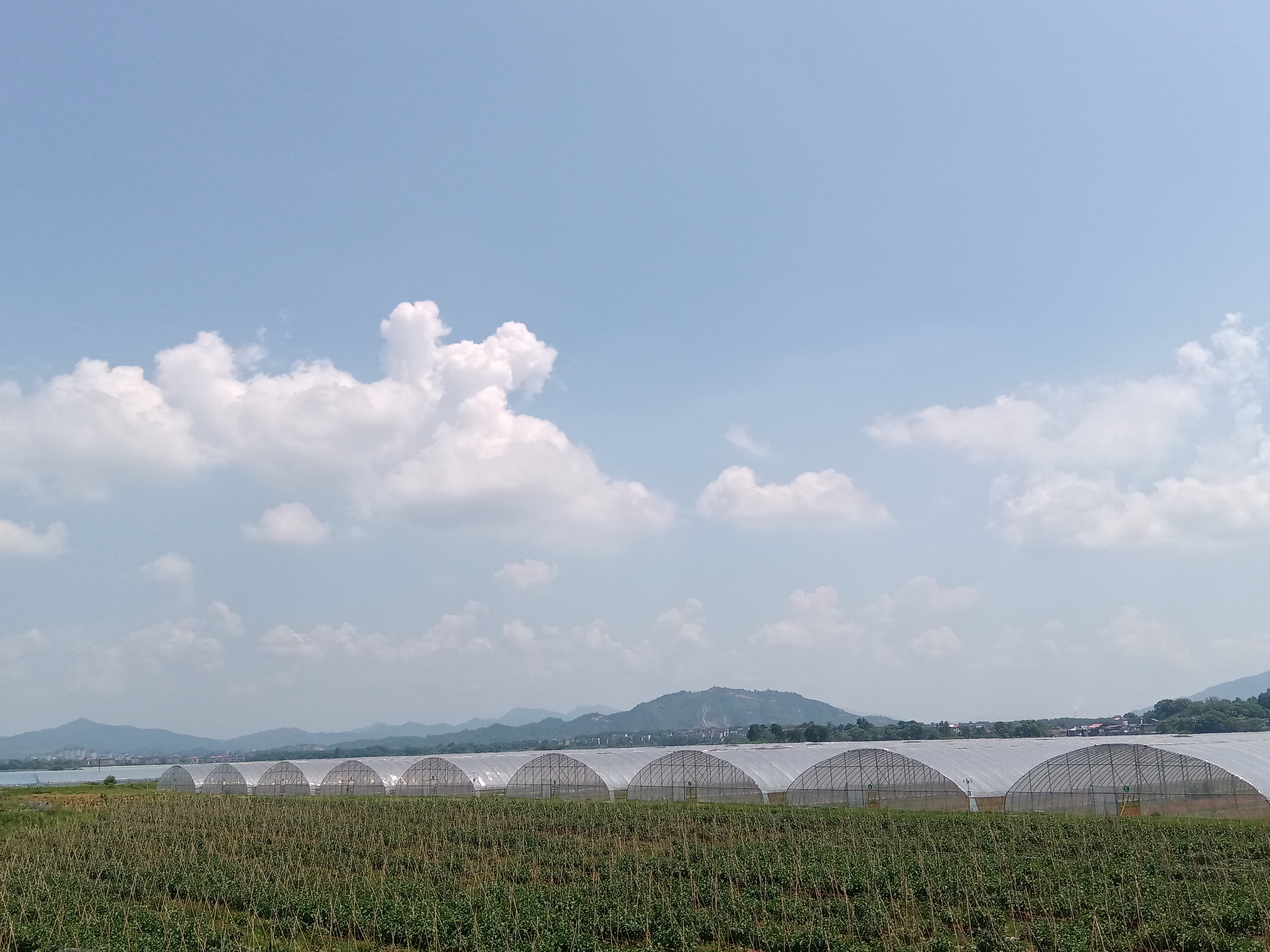 津优密刺黄瓜特写