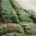 河北优质豆角大量上市货源充足品质保障欢迎电话咨询