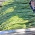 河北优质豆角大量上市货源充足品质保障欢迎电话咨询