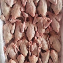 新鲜乳鸽厂家直发品质保障量大优惠按需包装
