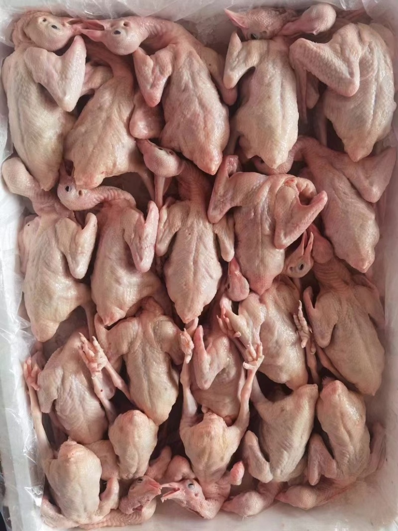 新鲜乳鸽厂家直发品质保障量大优惠按需包装