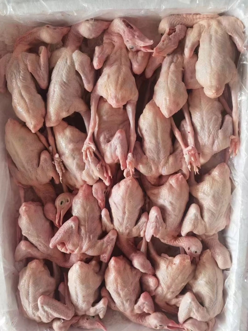 新鲜乳鸽厂家直发品质保障量大优惠按需包装