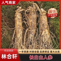 【优选】精品人参/长白山鲜参/产地货源/接电商/定制包装