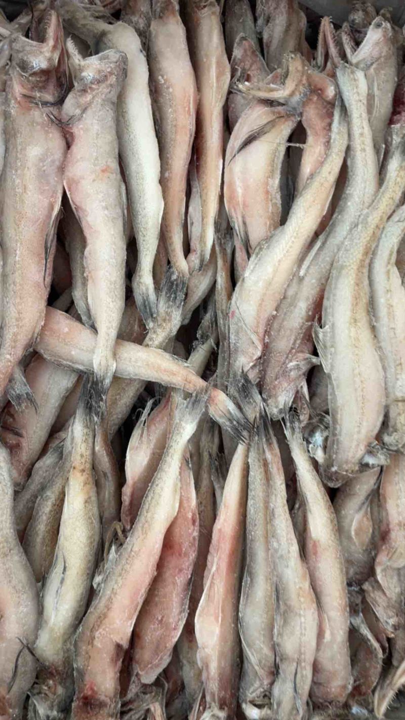 龙头鱼单冻豆腐鱼丝丁鱼九肚鱼江苏海鲜水产
