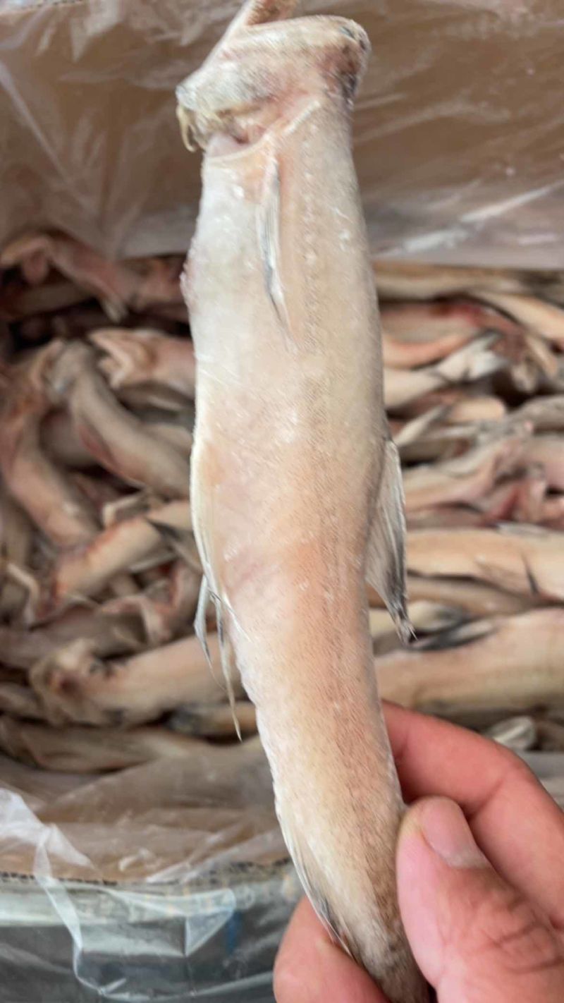 龙头鱼单冻豆腐鱼丝丁鱼九肚鱼江苏海鲜水产