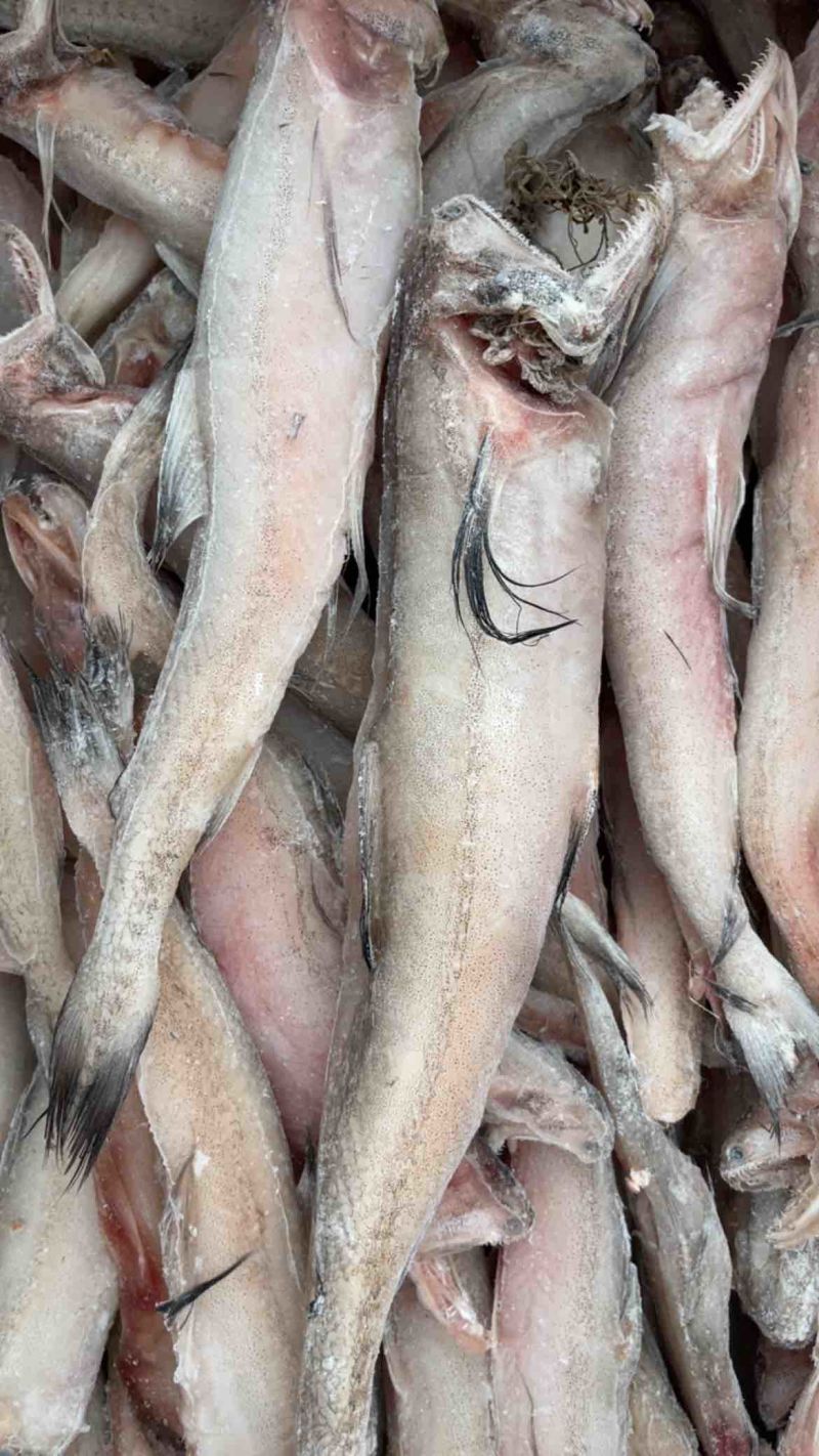 龙头鱼单冻豆腐鱼丝丁鱼九肚鱼江苏海鲜水产