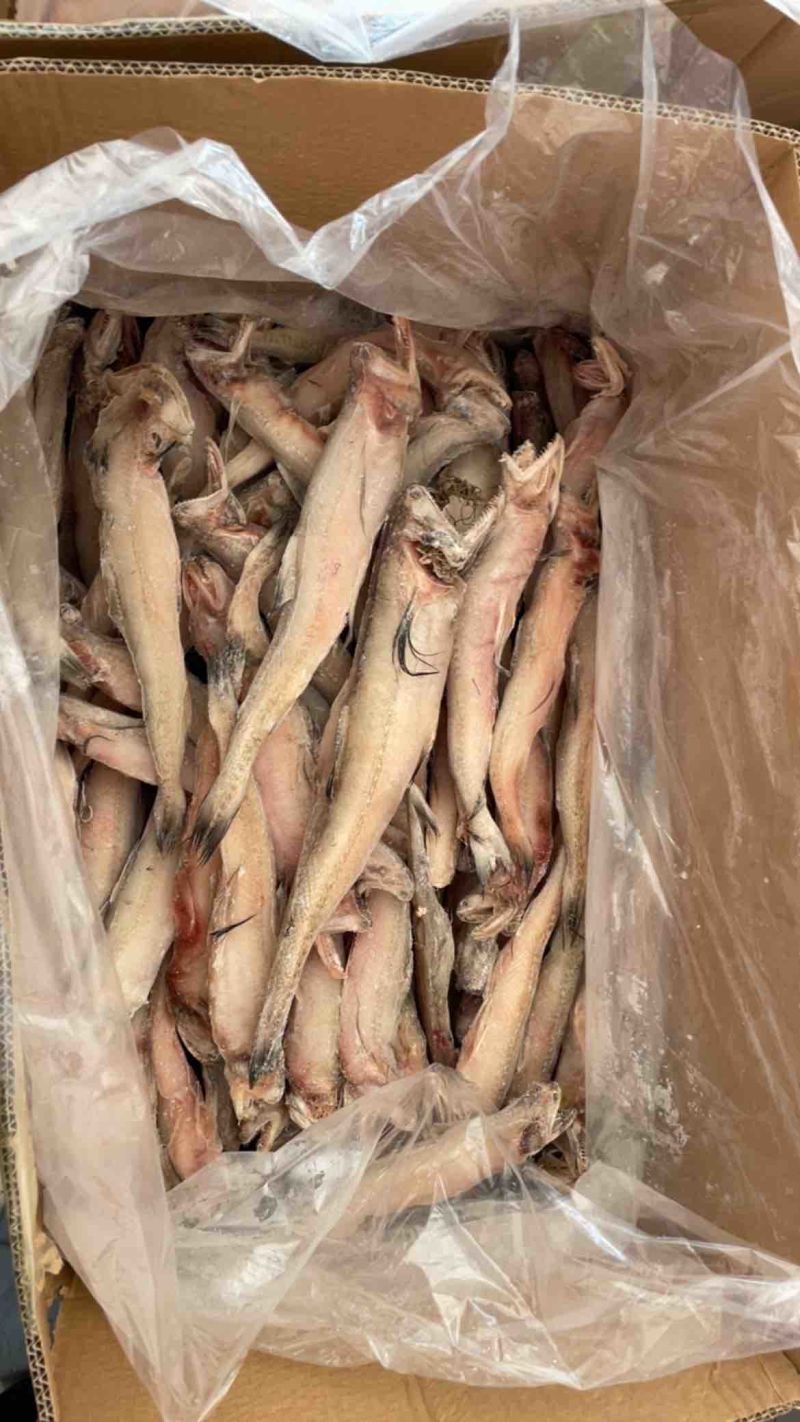 龙头鱼单冻豆腐鱼丝丁鱼九肚鱼江苏海鲜水产