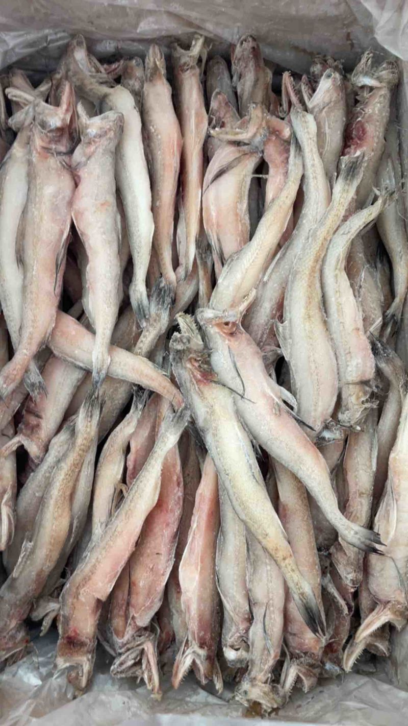 龙头鱼单冻豆腐鱼丝丁鱼九肚鱼江苏海鲜水产