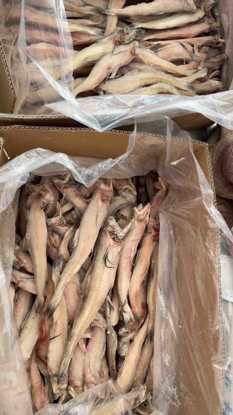 龙头鱼单冻豆腐鱼丝丁鱼九肚鱼江苏海鲜水产