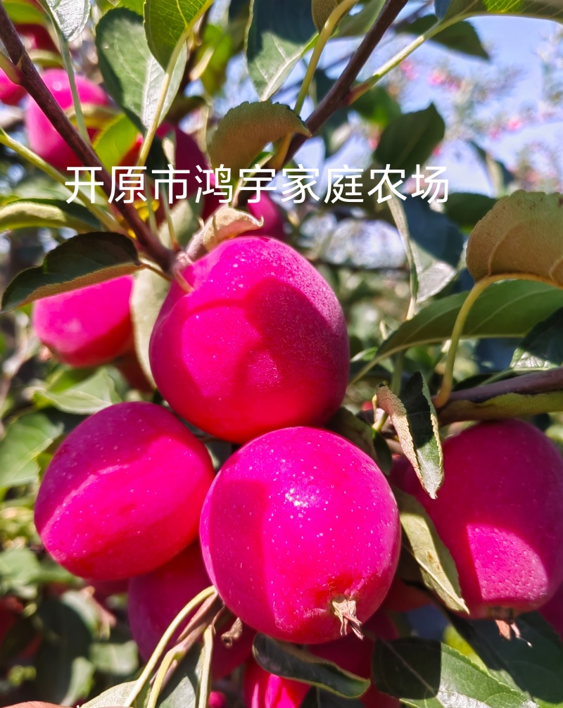 鸡心果