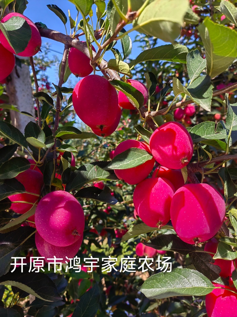 鸡心果