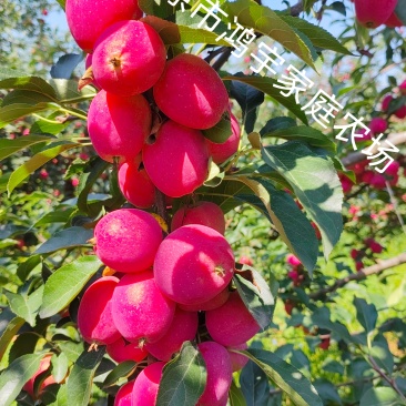 鸡心果