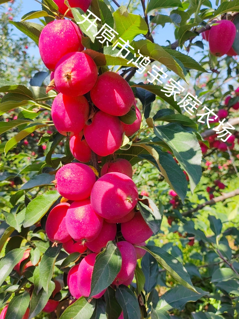 鸡心果