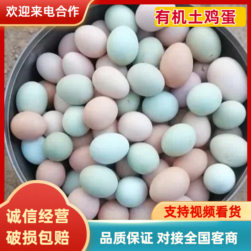 商丘农场散养柴鸡蛋（中药虫草柴鸡蛋）大量出货