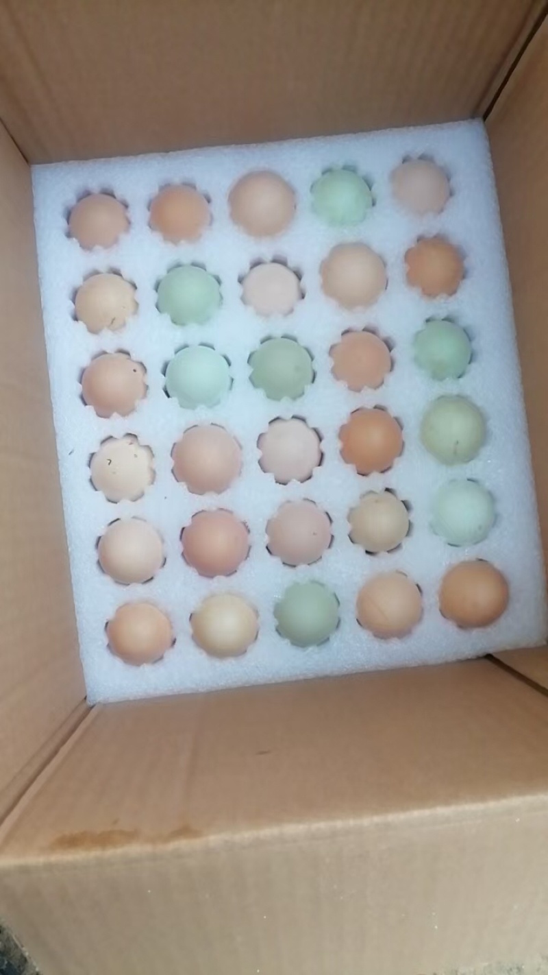 商丘农场散养柴鸡蛋（中药虫草柴鸡蛋）大量出货