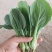 常年供应上海青，小油菜大棚精品货