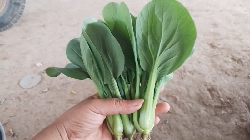 常年供应上海青，小油菜大棚精品货