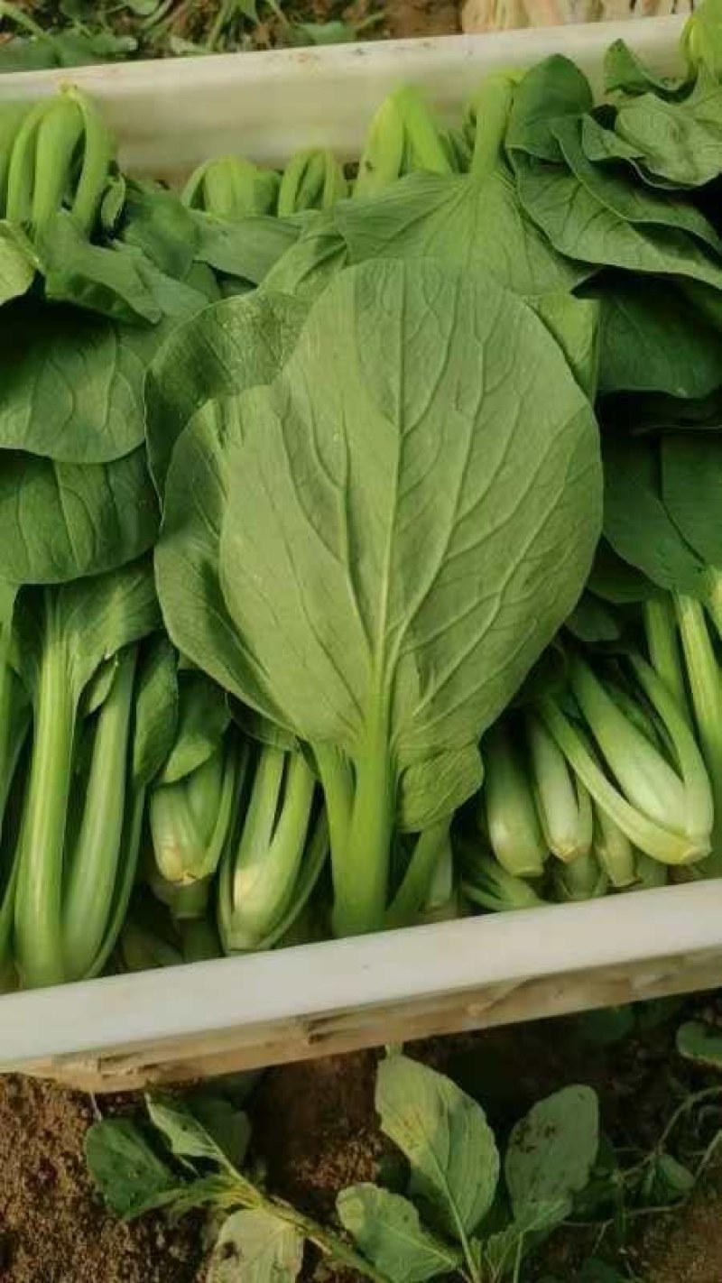 常年供应上海青，小油菜大棚精品货