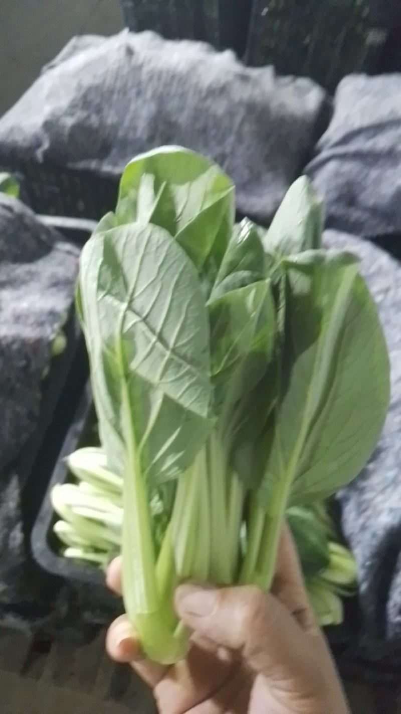 常年供应上海青，小油菜大棚精品货