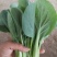 常年供应上海青，小油菜大棚精品货