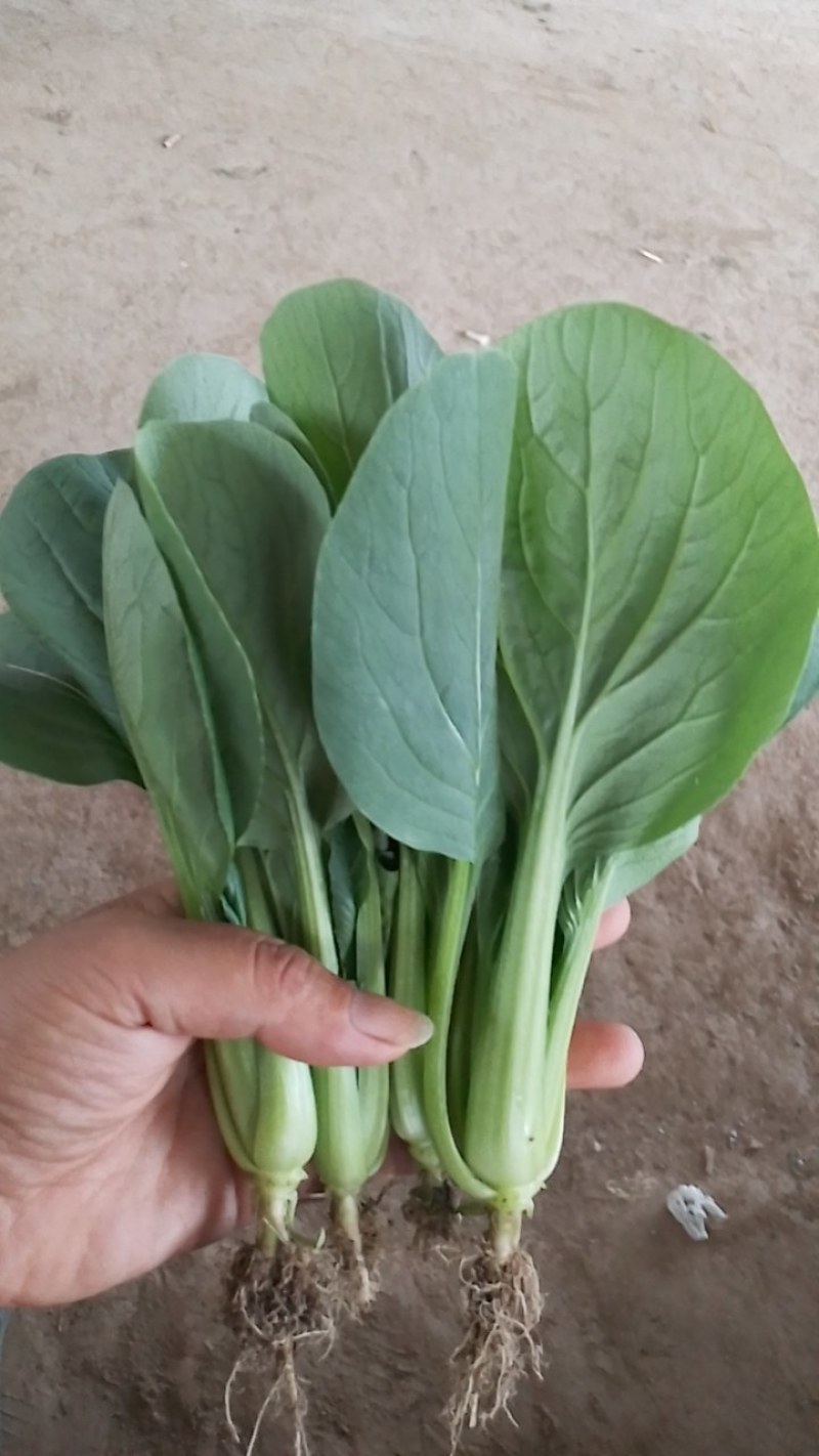 常年供应上海青，小油菜大棚精品货