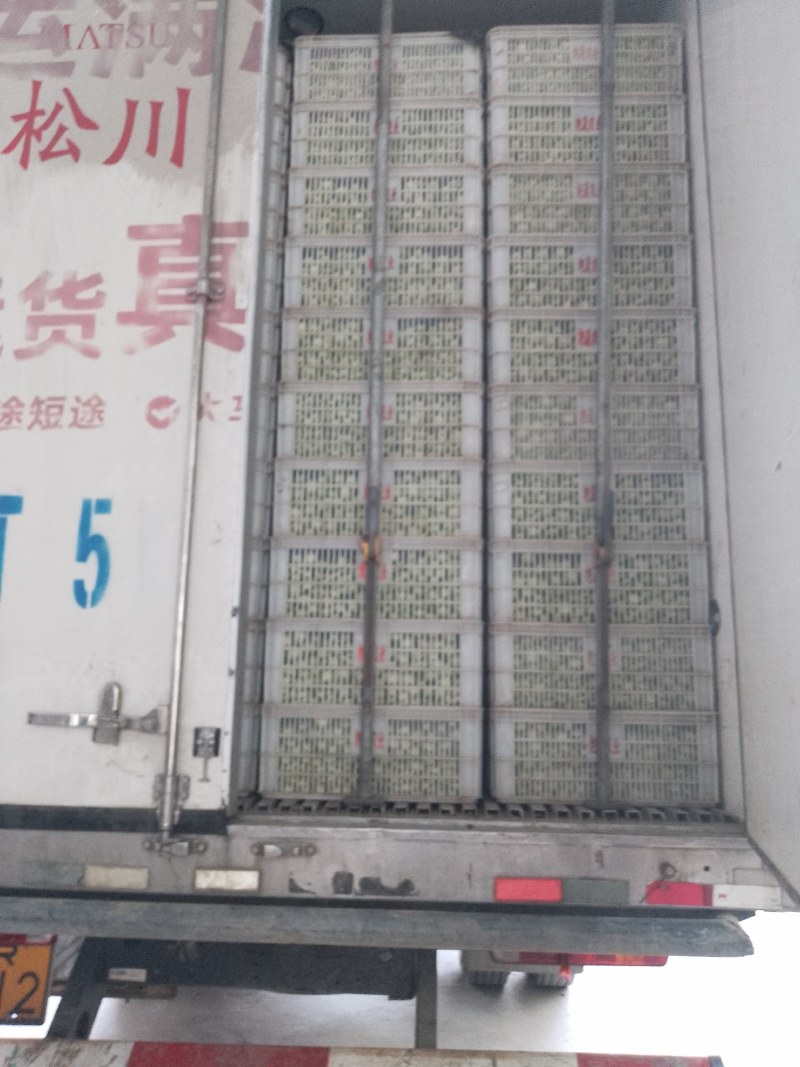 常年供应上海青，小油菜大棚精品货